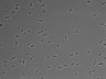 479-Ikebe-MorphResDL/AZM_20220316_AZM1_0003 thumbnail