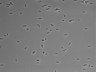 479-Ikebe-MorphResDL/AZM_20220316_AZM1_0006 thumbnail