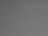 479-Ikebe-MorphResDL/AZM_20220316_AZM1_0011 thumbnail