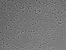 479-Ikebe-MorphResDL/AZM_20220316_AZM1_0014 thumbnail