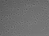 479-Ikebe-MorphResDL/AZM_20220316_AZM1_0016 thumbnail