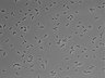 479-Ikebe-MorphResDL/AZM_20220316_AZM1_0020 thumbnail
