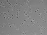 479-Ikebe-MorphResDL/AZM_20220316_AZM2_0002 thumbnail