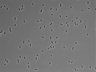 479-Ikebe-MorphResDL/AZM_20220316_AZM2_0005 thumbnail