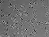 479-Ikebe-MorphResDL/AZM_20220316_AZM2_0015 thumbnail
