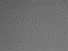 479-Ikebe-MorphResDL/AZM_20220316_AZM2_0020 thumbnail