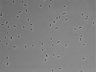 479-Ikebe-MorphResDL/AZM_20220316_AZM3_0003 thumbnail