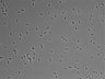 479-Ikebe-MorphResDL/AZM_20220316_AZM3_0007 thumbnail