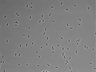 479-Ikebe-MorphResDL/AZM_20220316_AZM3_0017 thumbnail