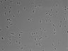 479-Ikebe-MorphResDL/AZM_20220316_AZM3_0020 thumbnail