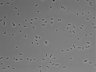 479-Ikebe-MorphResDL/AZM_20220316_AZM4_0003 thumbnail