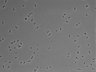 479-Ikebe-MorphResDL/AZM_20220316_AZM4_0004 thumbnail