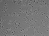 479-Ikebe-MorphResDL/AZM_20220316_AZM4_0006 thumbnail