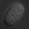 Thumbnail for dataset wt_N2_030214_01