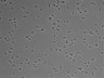 479-Ikebe-MorphResDL/AZM_20220316_AZM4_0009 thumbnail
