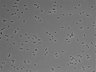 479-Ikebe-MorphResDL/AZM_20220316_AZM4_0010 thumbnail