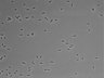 479-Ikebe-MorphResDL/AZM_20220316_AZM4_0012 thumbnail
