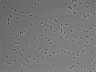 479-Ikebe-MorphResDL/AZM_20220316_AZM4_0019 thumbnail