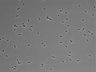 479-Ikebe-MorphResDL/AZM_20220316_P_0002 thumbnail