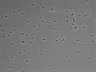 479-Ikebe-MorphResDL/AZM_20220316_P_0003 thumbnail