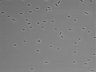 479-Ikebe-MorphResDL/AZM_20220316_P_0005 thumbnail