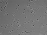 479-Ikebe-MorphResDL/AZM_20220316_P_0010 thumbnail
