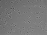 479-Ikebe-MorphResDL/AZM_20220316_P_0012 thumbnail