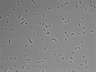 479-Ikebe-MorphResDL/AZM_20220316_P_0017 thumbnail