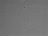 479-Ikebe-MorphResDL/AZM_20220316_P_0019 thumbnail