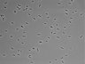 479-Ikebe-MorphResDL/AZM_20220316_P_0020 thumbnail