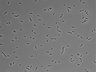 479-Ikebe-MorphResDL/AZM_20220626_AZM1_0003 thumbnail