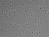 479-Ikebe-MorphResDL/AZM_20220626_AZM1_0007 thumbnail