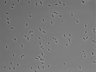 479-Ikebe-MorphResDL/AZM_20220626_AZM1_0008 thumbnail