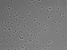479-Ikebe-MorphResDL/AZM_20220626_AZM1_0010 thumbnail