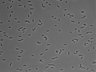 479-Ikebe-MorphResDL/AZM_20220626_AZM1_0015 thumbnail