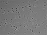 479-Ikebe-MorphResDL/AZM_20220626_AZM1_0017 thumbnail