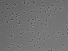 479-Ikebe-MorphResDL/AZM_20220626_AZM1_0018 thumbnail