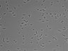 479-Ikebe-MorphResDL/AZM_20220626_AZM1_0019 thumbnail