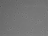 479-Ikebe-MorphResDL/AZM_20220626_AZM2_0001 thumbnail