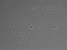 479-Ikebe-MorphResDL/AZM_20220626_AZM2_0015 thumbnail