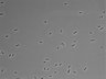 479-Ikebe-MorphResDL/AZM_20220626_AZM2_0017 thumbnail