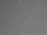 479-Ikebe-MorphResDL/AZM_20220626_AZM3_0001 thumbnail