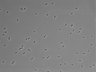 479-Ikebe-MorphResDL/AZM_20220626_AZM3_0003 thumbnail