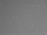 479-Ikebe-MorphResDL/AZM_20220626_AZM3_0004 thumbnail