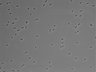 479-Ikebe-MorphResDL/AZM_20220626_AZM3_0008 thumbnail