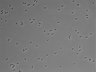479-Ikebe-MorphResDL/AZM_20220626_AZM3_0009 thumbnail
