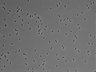 479-Ikebe-MorphResDL/AZM_20220626_AZM3_0014 thumbnail