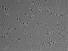 479-Ikebe-MorphResDL/AZM_20220626_AZM3_0017 thumbnail
