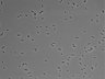479-Ikebe-MorphResDL/AZM_20220626_AZM4_0001 thumbnail