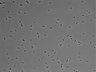 479-Ikebe-MorphResDL/AZM_20220626_AZM4_0002 thumbnail